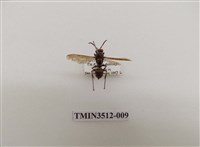 藏品(雙斑馬蜂)的圖片